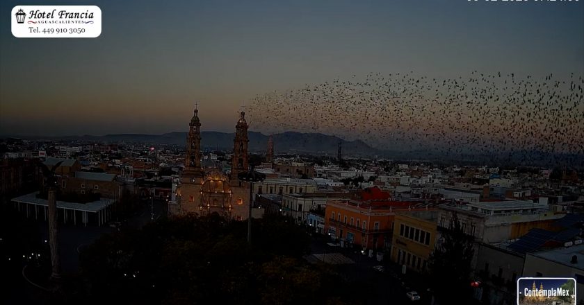🎬 1 minuto · 1 amanecer del viernes 06 de febrero de 2026 desde el Hotel Francia Aguascalientes